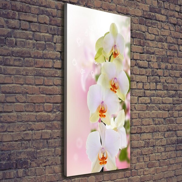 Vertikální Foto obraz na plátně Bílá orchidej ocv-103974386