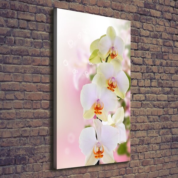 Vertikální Foto obraz na plátně Bílá orchidej ocv-103974386