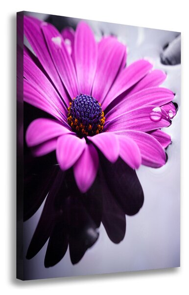 Foto-obraz canvas do obýváku Růžová gerbera ocv-104053300