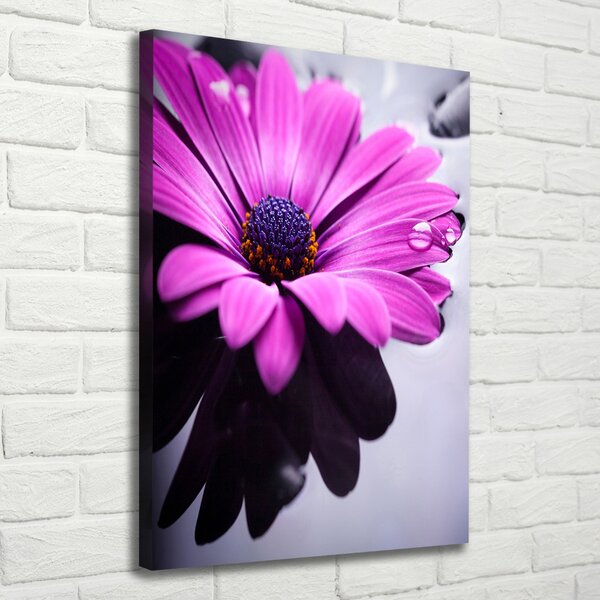 Foto-obraz canvas do obýváku Růžová gerbera ocv-104053300