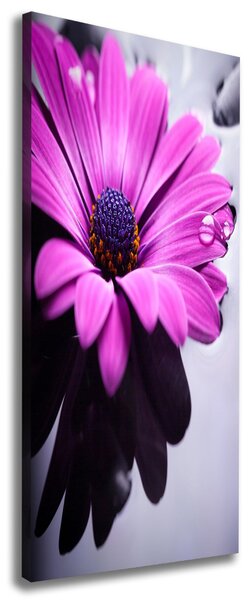 Foto-obraz canvas do obýváku Růžová gerbera ocv-104053300