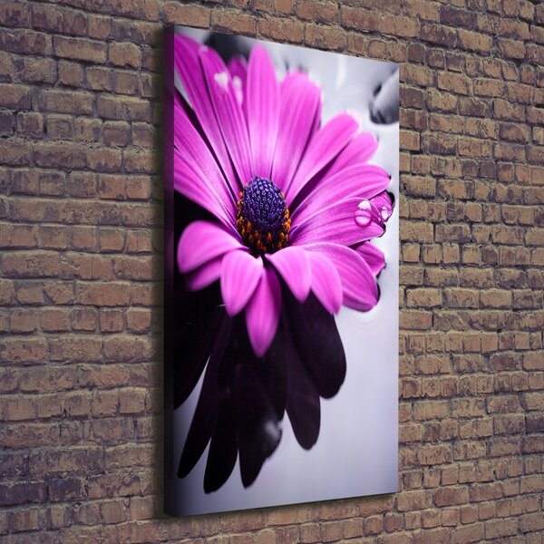Foto-obraz canvas do obýváku Růžová gerbera ocv-104053300