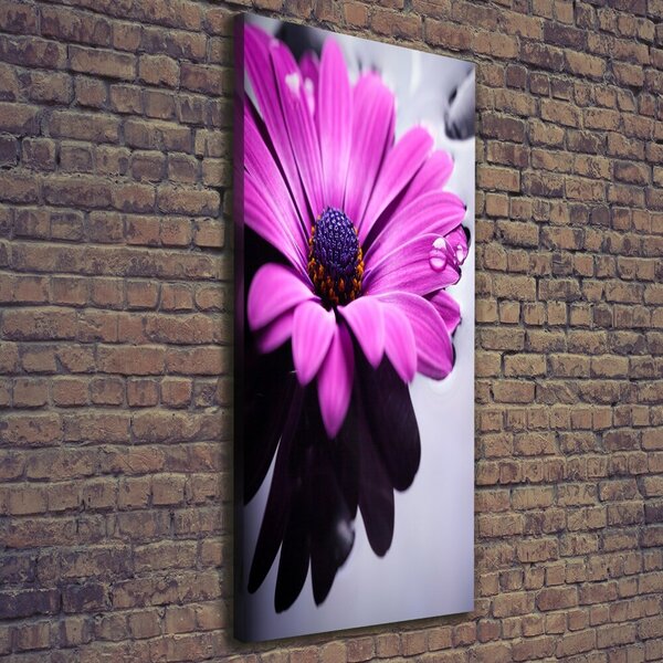 Foto-obraz canvas do obýváku Růžová gerbera ocv-104053300