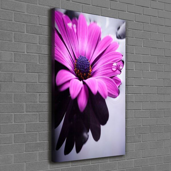 Foto-obraz canvas do obýváku Růžová gerbera ocv-104053300