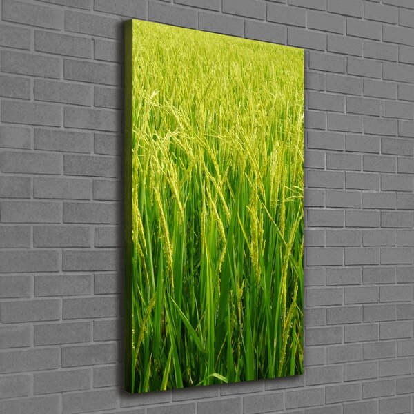 Foto-obraz canvas do obýváku Plantáž rýže ocv-104337572