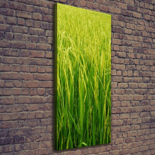 Foto-obraz canvas do obýváku Plantáž rýže ocv-104337572