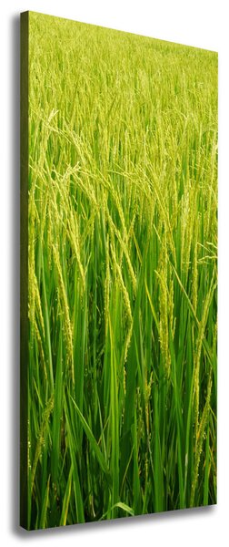 Foto-obraz canvas do obýváku Plantáž rýže ocv-104337572