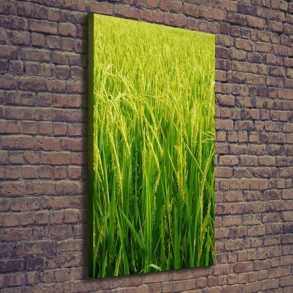Foto-obraz canvas do obýváku Plantáž rýže ocv-104337572