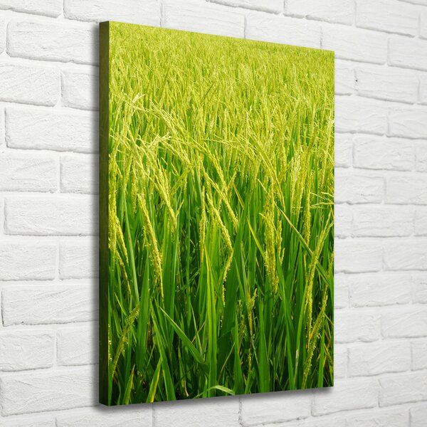 Foto-obraz canvas do obýváku Plantáž rýže ocv-104337572