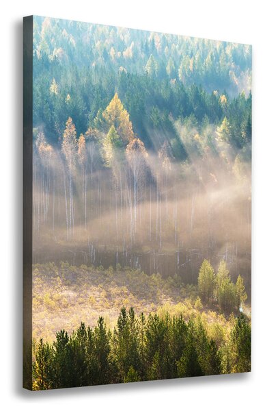 Vertikální Fotoobraz fotografie na plátně Mlha nad lesem ocv-104886541
