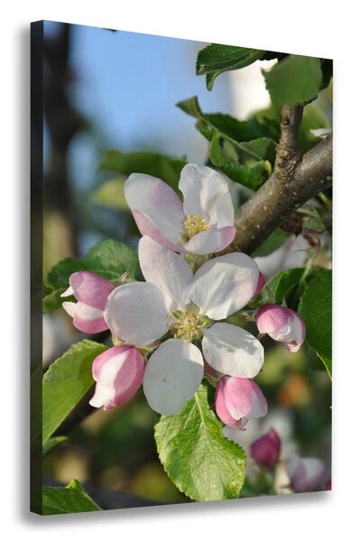 Vertikální Foto obraz canvas Květy višně ocv-106222924