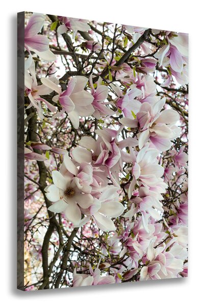 Vertikální Foto obraz na plátně Květy magnolie ocv-107287859