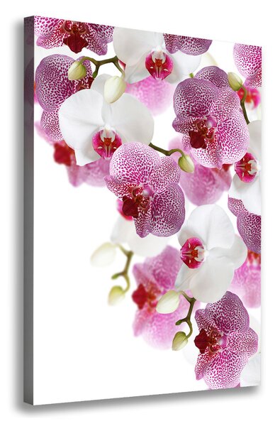 Vertikální Vertikální Foto obraz na plátně do obýváku Orchidej ocv-107506962