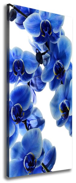 Vertikální Foto obraz na plátně Modrá orchidej ocv-108719239