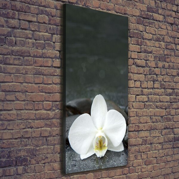 Vertikální Foto obraz na plátně Orchidej kameny ocv-113617594