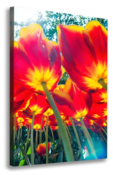 Vertikální Foto obraz na plátně Červené tulipány ocv-113693972