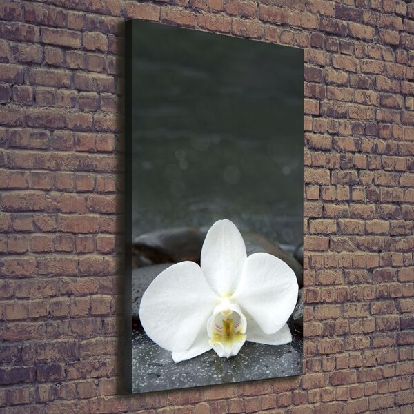 Vertikální Foto obraz na plátně Orchidej kameny ocv-113617594