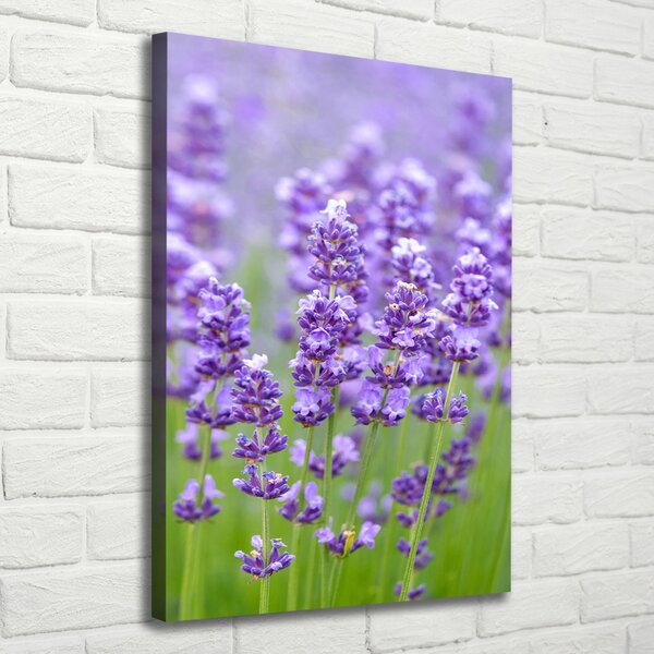 Vertikální Foto obraz canvas Pole levandule ocv-115973542