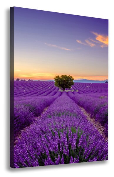 Vertikální Foto obraz canvas Pole levandule ocv-116891054