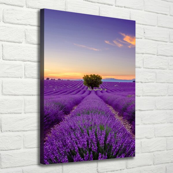 Vertikální Foto obraz canvas Pole levandule ocv-116891054