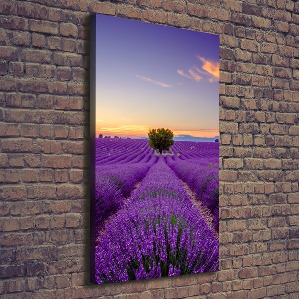 Vertikální Foto obraz canvas Pole levandule ocv-116891054