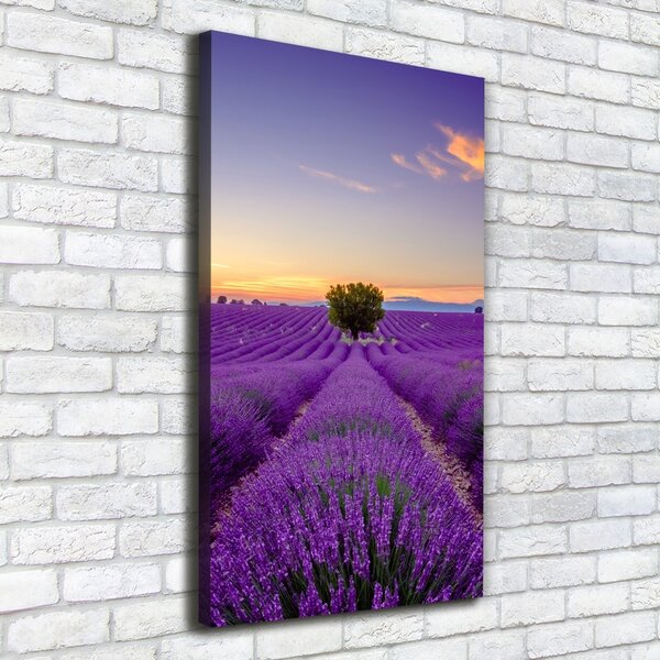 Vertikální Foto obraz canvas Pole levandule ocv-116891054