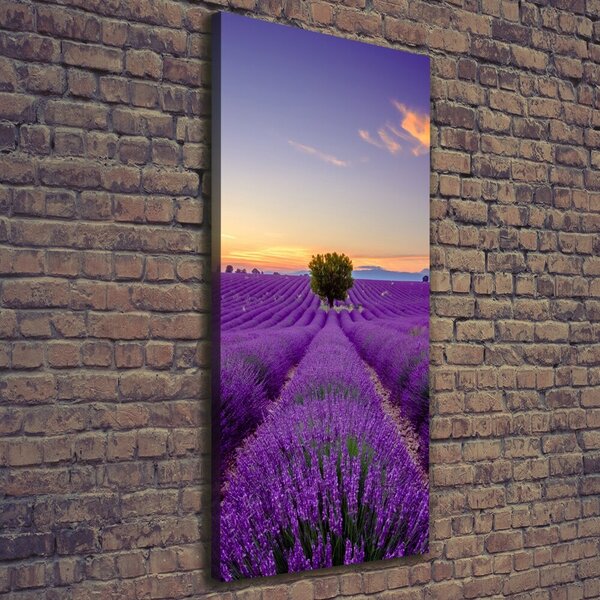 Vertikální Foto obraz canvas Pole levandule ocv-116891054