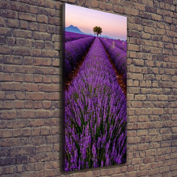 Vertikální Foto obraz canvas Pole levandule ocv-117192930