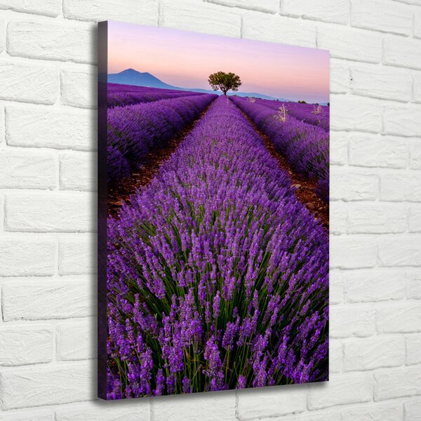Vertikální Foto obraz canvas Pole levandule ocv-117192930