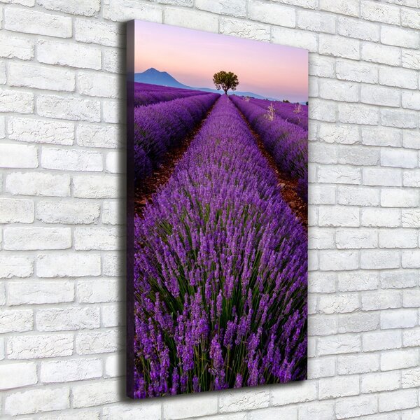 Vertikální Foto obraz canvas Pole levandule ocv-117192930