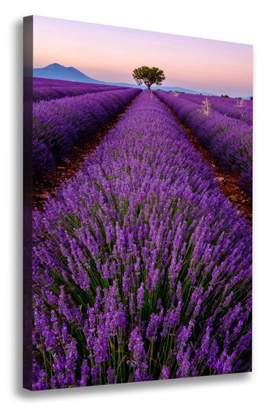Vertikální Foto obraz canvas Pole levandule ocv-117192930