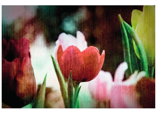 Tapeta louka tulipánů v retro stylu