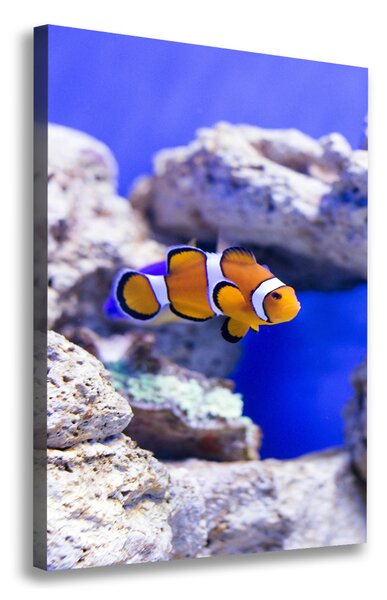 Vertikální Vertikální Foto obraz na plátně do obýváku Ryba Nemo ocv-120479478