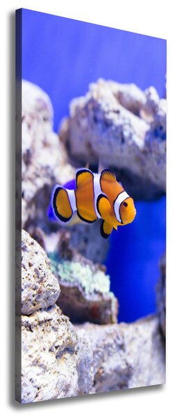 Vertikální Vertikální Foto obraz na plátně do obýváku Ryba Nemo ocv-120479478