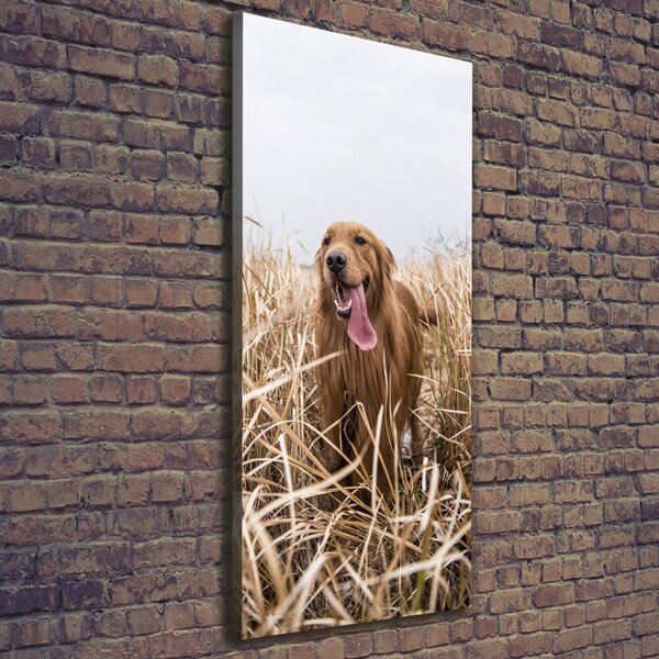 Vertikální Foto obraz na plátně Golden retriever ocv-122552617