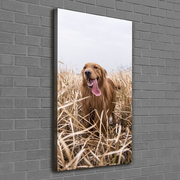 Vertikální Foto obraz na plátně Golden retriever ocv-122552617