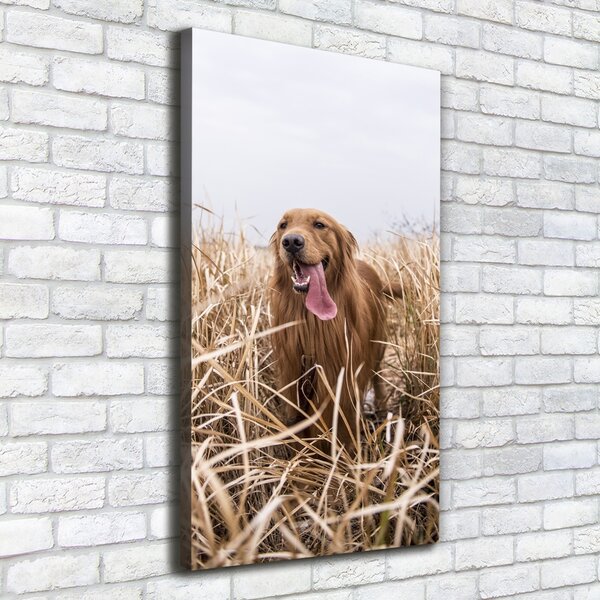 Vertikální Foto obraz na plátně Golden retriever ocv-122552617