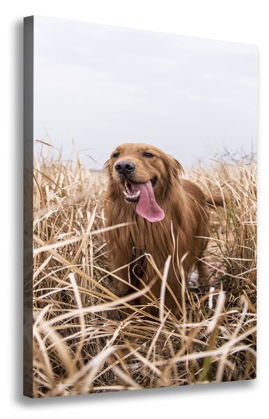 Vertikální Foto obraz na plátně Golden retriever ocv-122552617