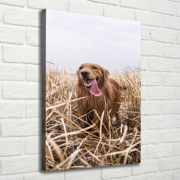 Vertikální Foto obraz na plátně Golden retriever ocv-122552617