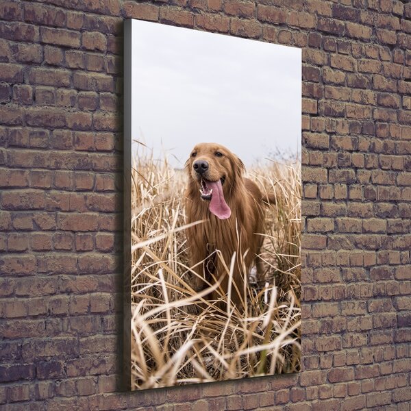 Vertikální Foto obraz na plátně Golden retriever ocv-122552617