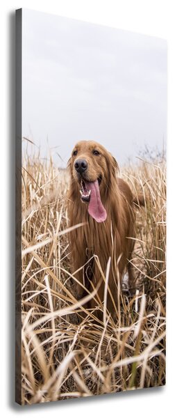 Vertikální Foto obraz na plátně Golden retriever ocv-122552617