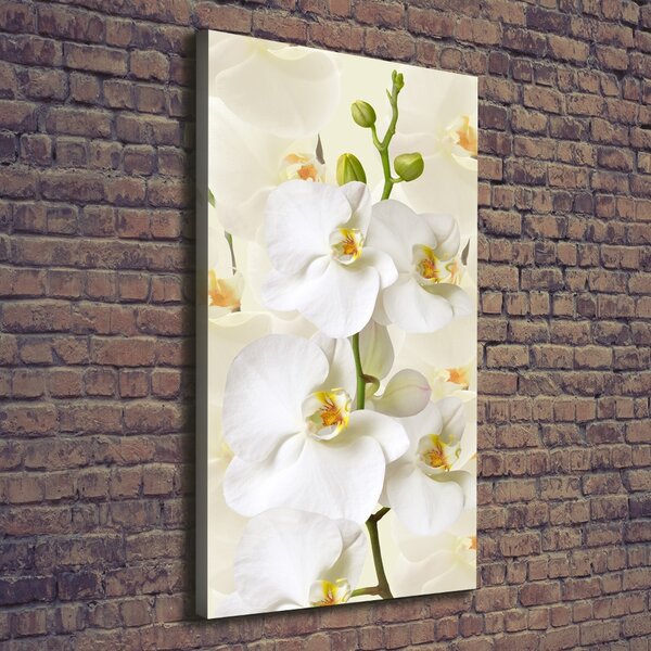 Vertikální Foto obraz na plátně Bílá orchidej ocv-123330197