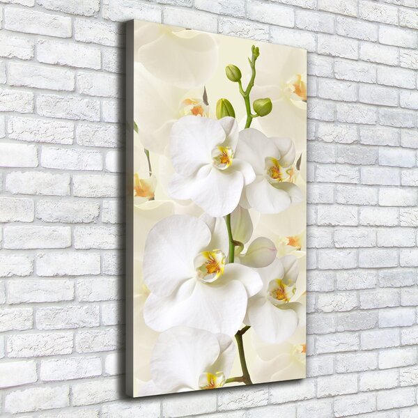 Vertikální Foto obraz na plátně Bílá orchidej ocv-123330197