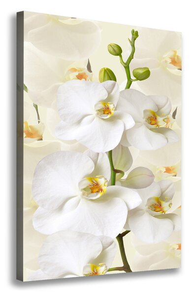 Vertikální Foto obraz na plátně Bílá orchidej ocv-123330197