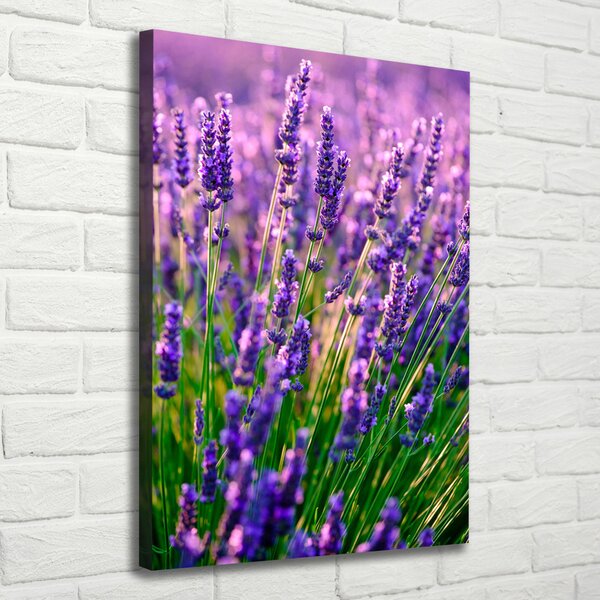 Vertikální Foto obraz canvas Pole levandule ocv-125992739
