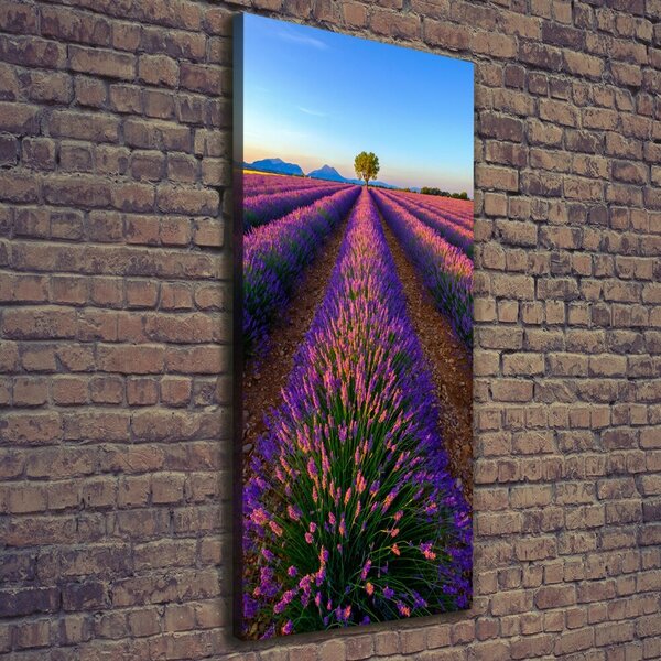 Vertikální Foto obraz canvas Pole levandule ocv-125992603