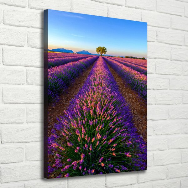 Vertikální Foto obraz canvas Pole levandule ocv-125992603