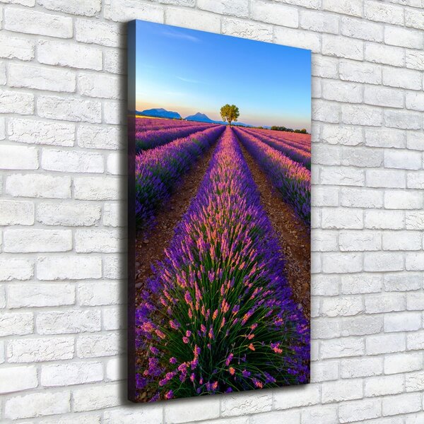 Vertikální Foto obraz canvas Pole levandule ocv-125992603