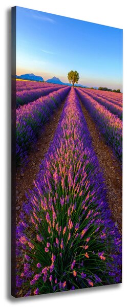 Vertikální Foto obraz canvas Pole levandule ocv-125992603