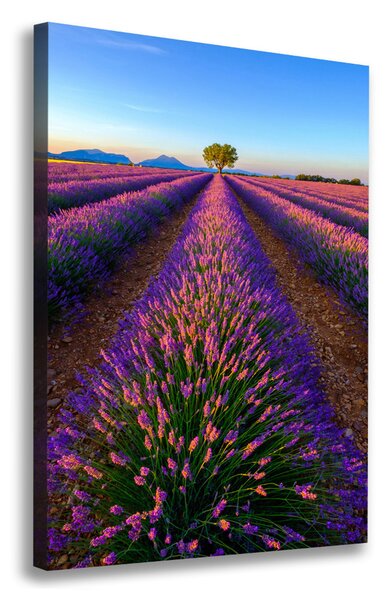 Vertikální Foto obraz canvas Pole levandule ocv-125992603